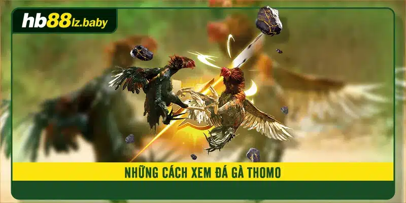 Những cách xem đá gà thomo