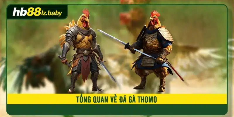 Tổng quan về đá gà thomo